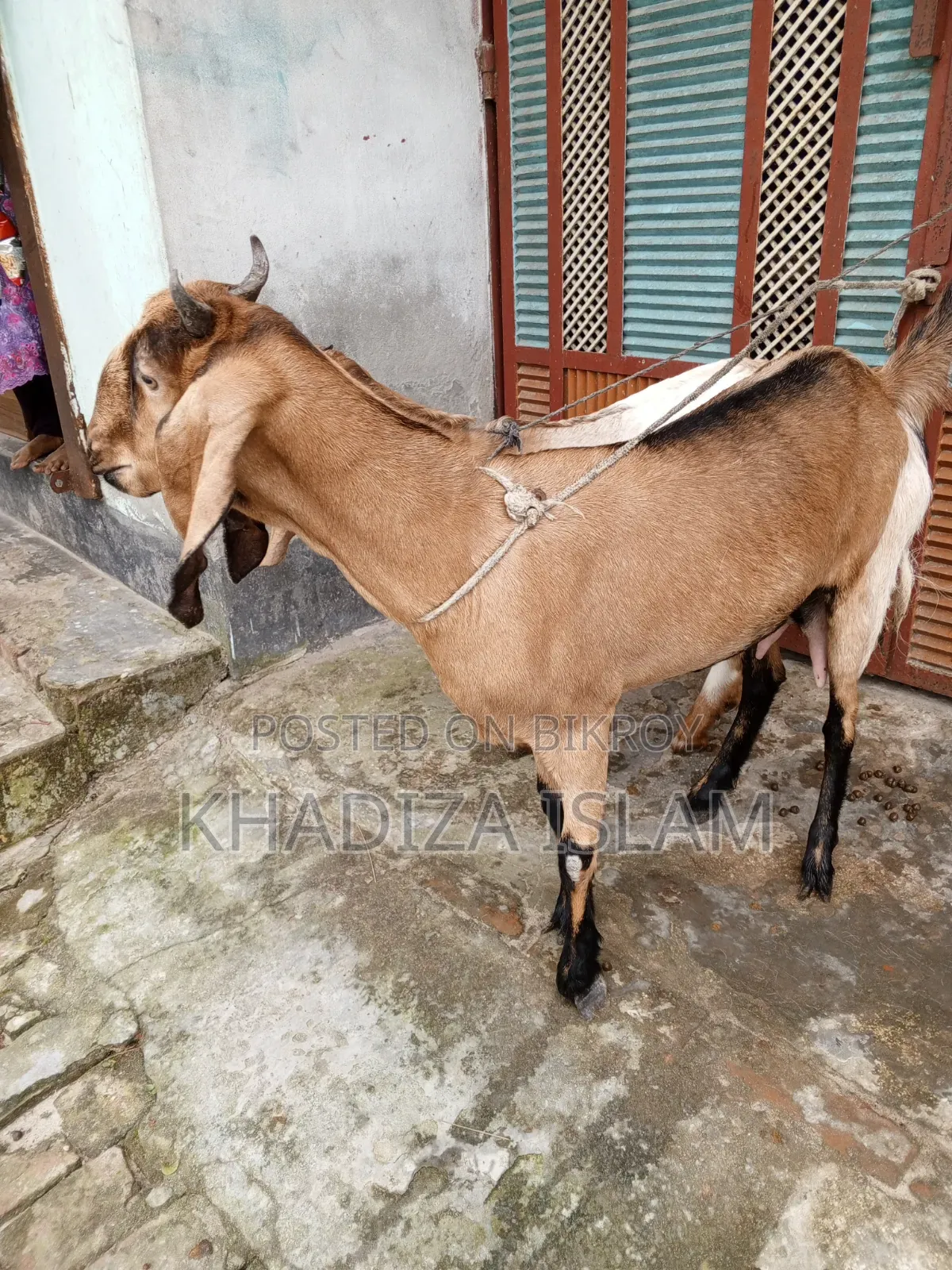 Totapuri cross goat with kid