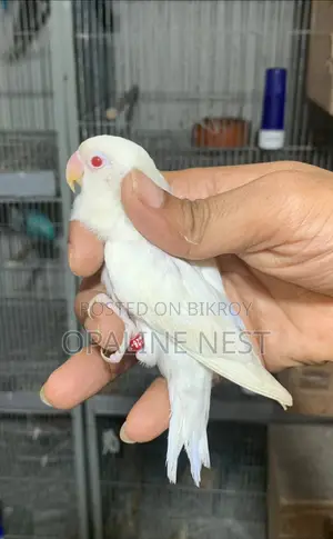 লাভবার্ড অ্যালবিনো ফিশার মেল