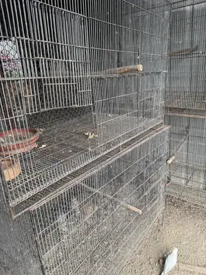 Bird Cage Large Cage (8 available): Size: 4 feet × 3 feet