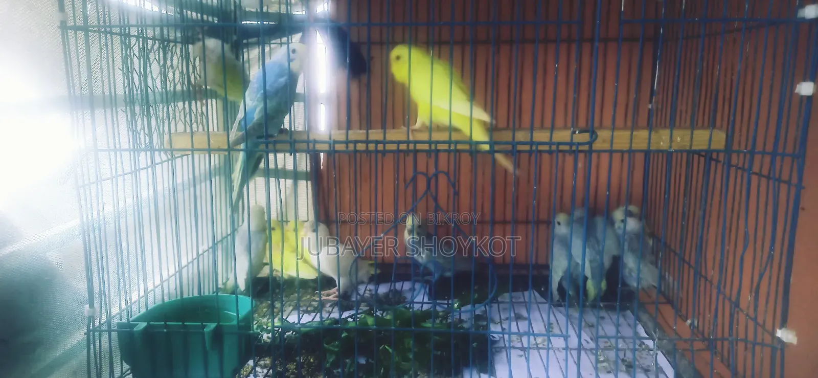 আসসালামু আলাইকুম, কিছু বাজরিকার বাচ্চা বিক্রি হবে