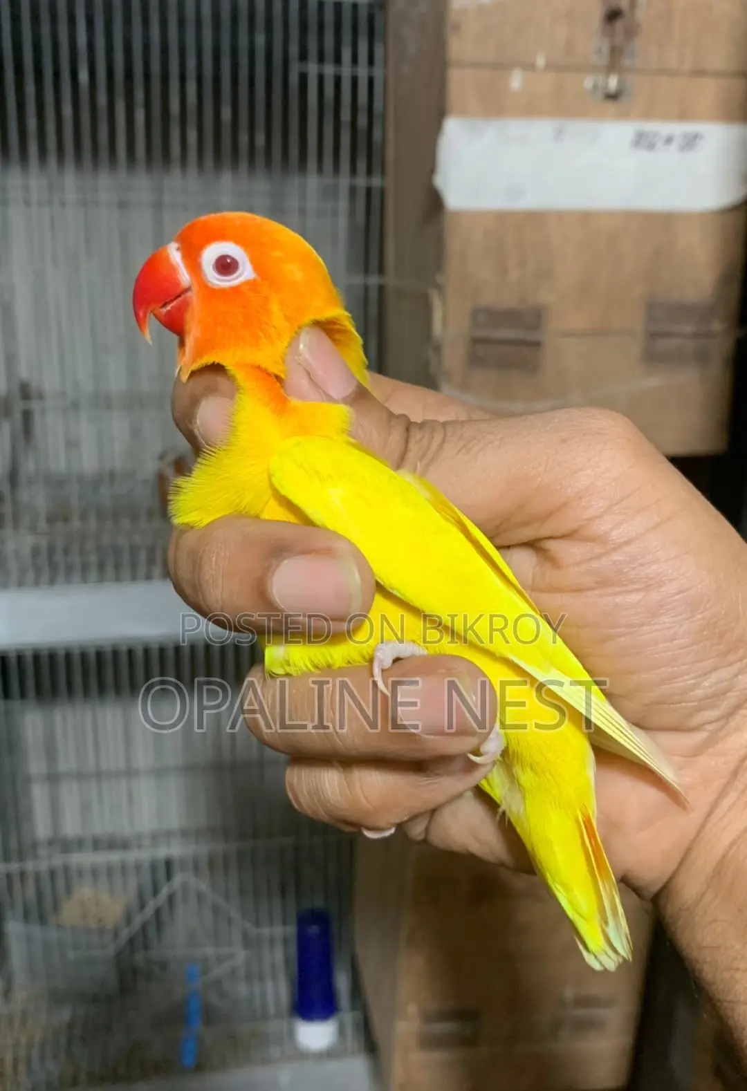 লাভবার্ড লুটিনো ফিশার/ব্লু মেল