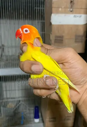 লাভবার্ড লুটিনো ফিশার/ব্লু মেল