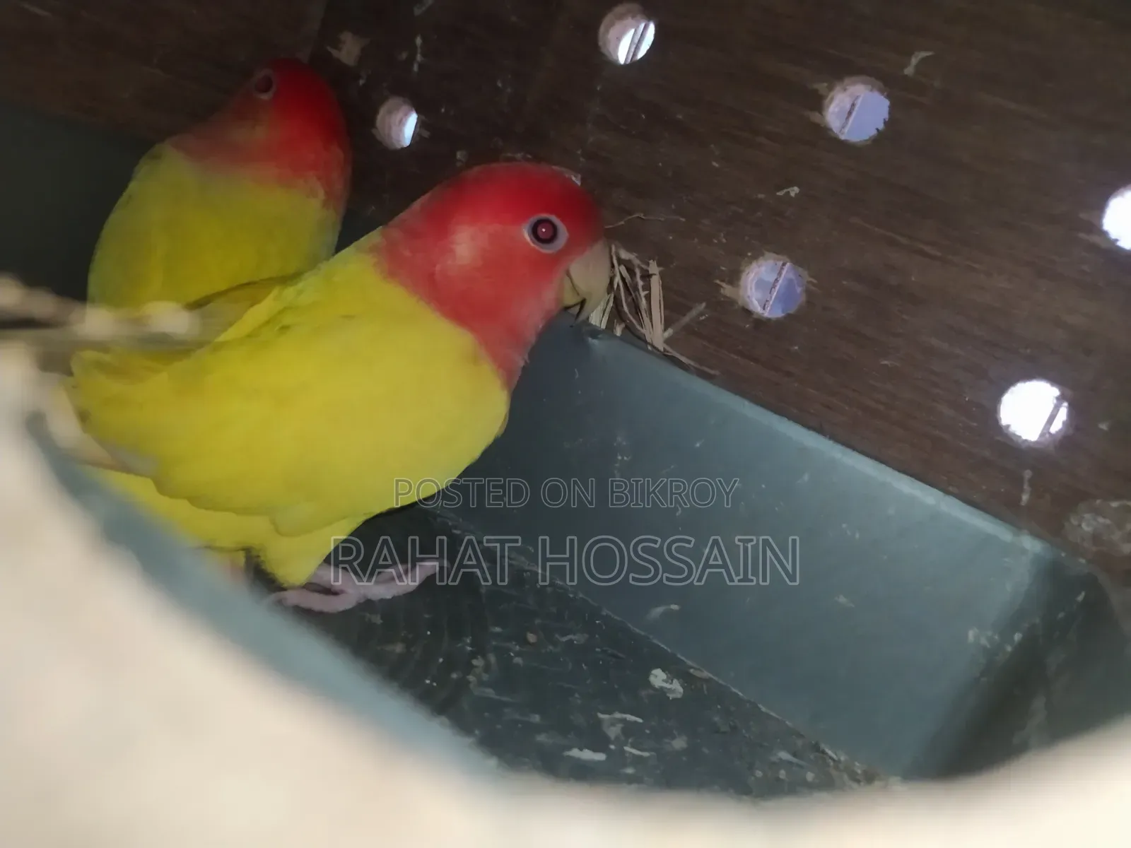 লুটিনো রানিং জোড়া