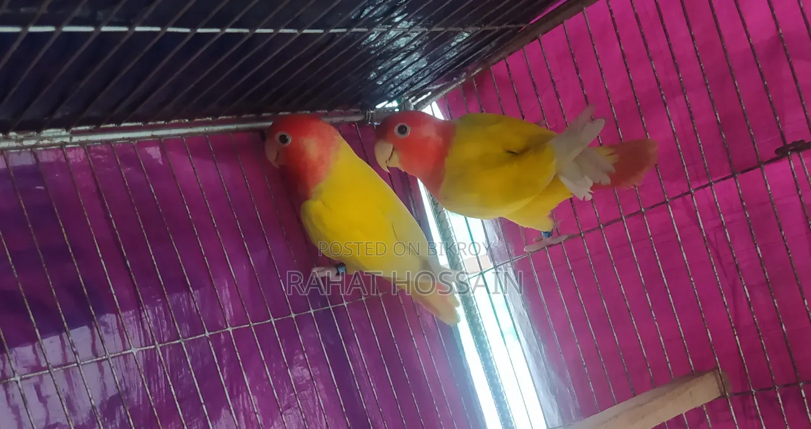 লুটিনো রানিং জোড়া