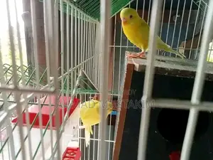রানিং বাজরিগার লুটিনো রেড আই