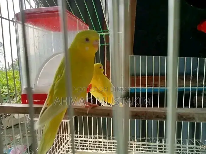 রানিং বাজরিগার লুটিনো রেড আই