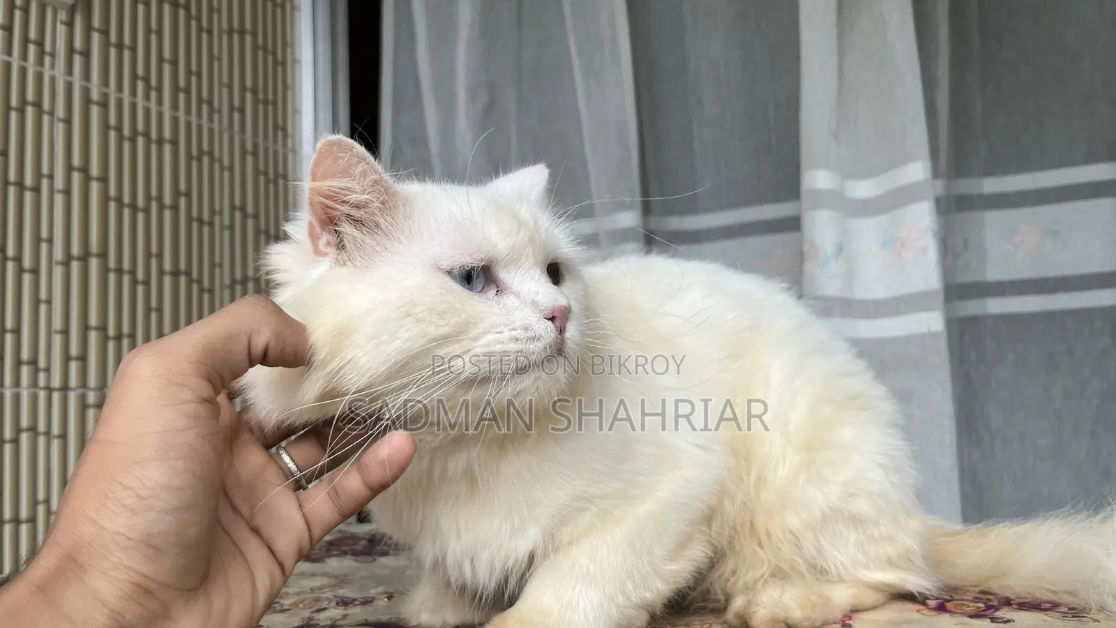 ১+ বছরের পুরুষ খাঁটি পার্সিয়ান