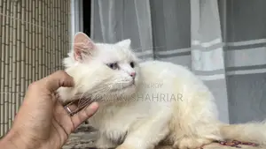 ১+ বছরের পুরুষ খাঁটি পার্সিয়ান