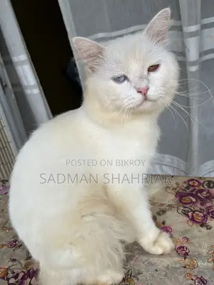 ১+ বছরের পুরুষ খাঁটি পার্সিয়ান