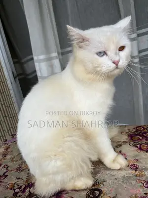 ১+ বছরের পুরুষ খাঁটি পার্সিয়ান