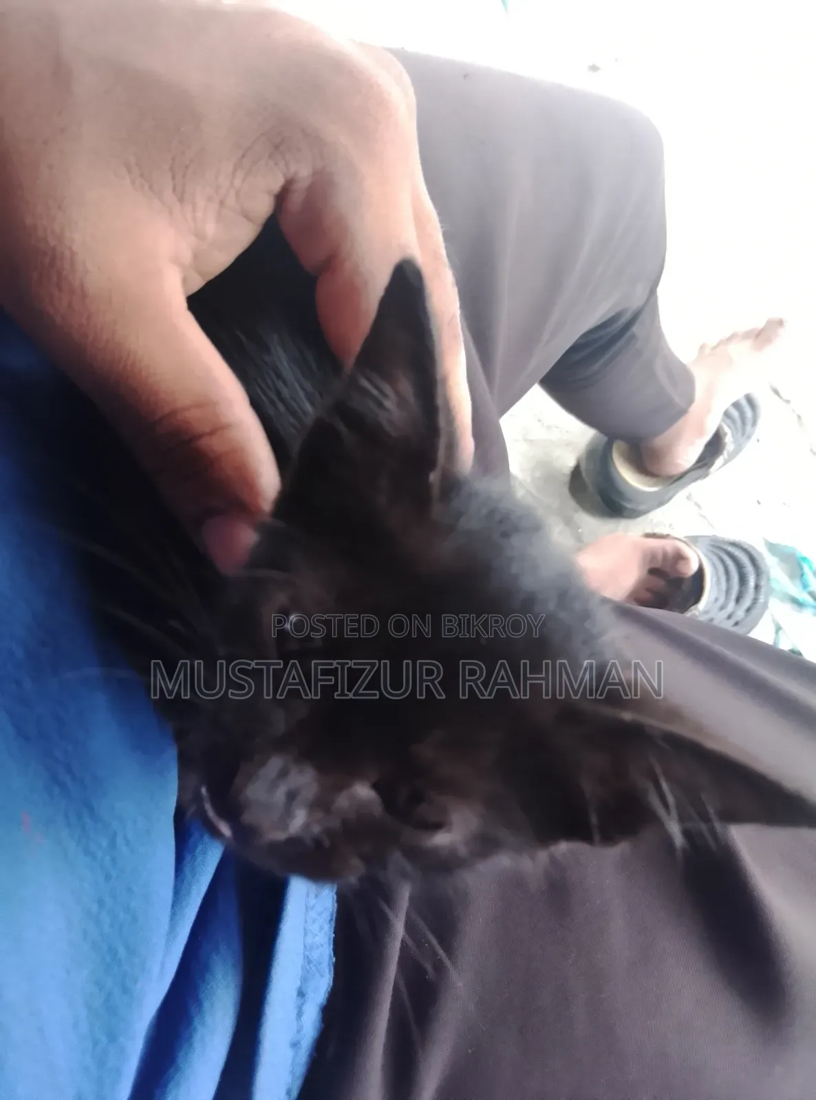 0-1 month Female Purebred Bengal