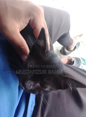 0-1 month Female Purebred Bengal