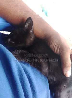 0-1 month Female Purebred Bengal