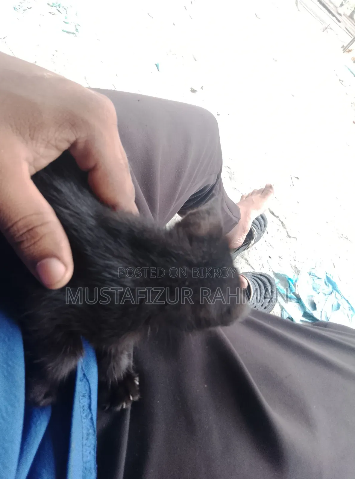 0-1 month Female Purebred Bengal