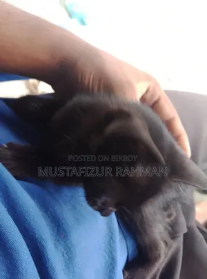 0-1 month Female Purebred Bengal