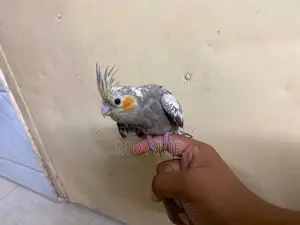 Tamed Cockatiel Bird for Sale