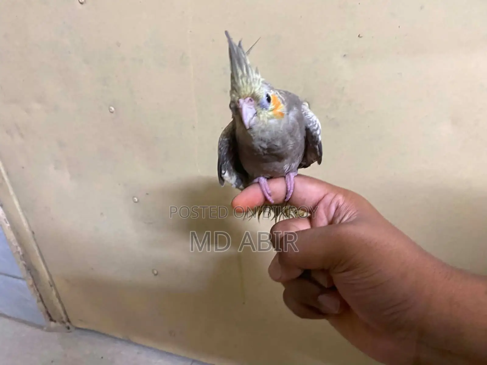 Tamed Cockatiel Bird for Sale