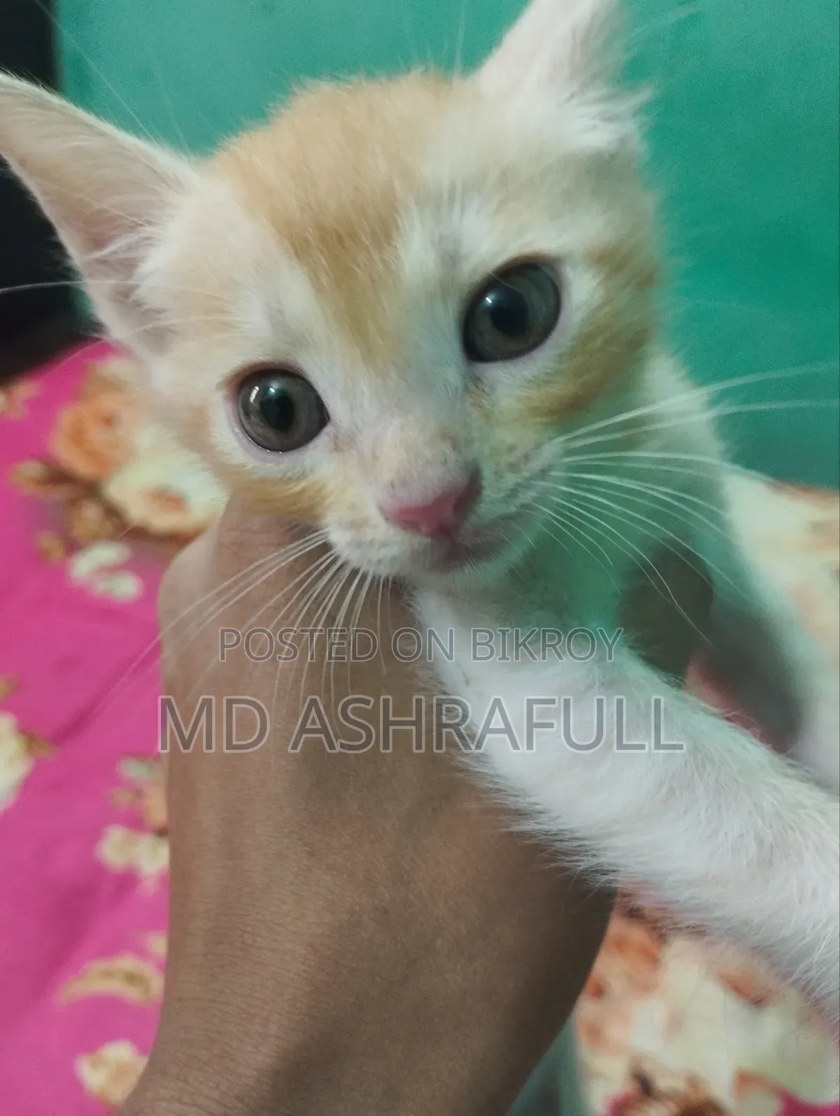 1-3 months Male Mixed Breed Persian