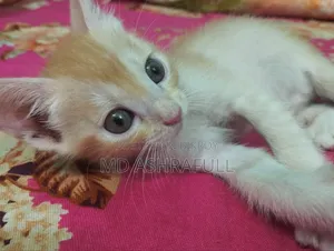 1-3 months Male Mixed Breed Persian