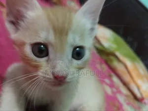 1-3 months Male Mixed Breed Persian