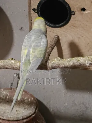 বাজরিকা এডাল্ট পেয়ার