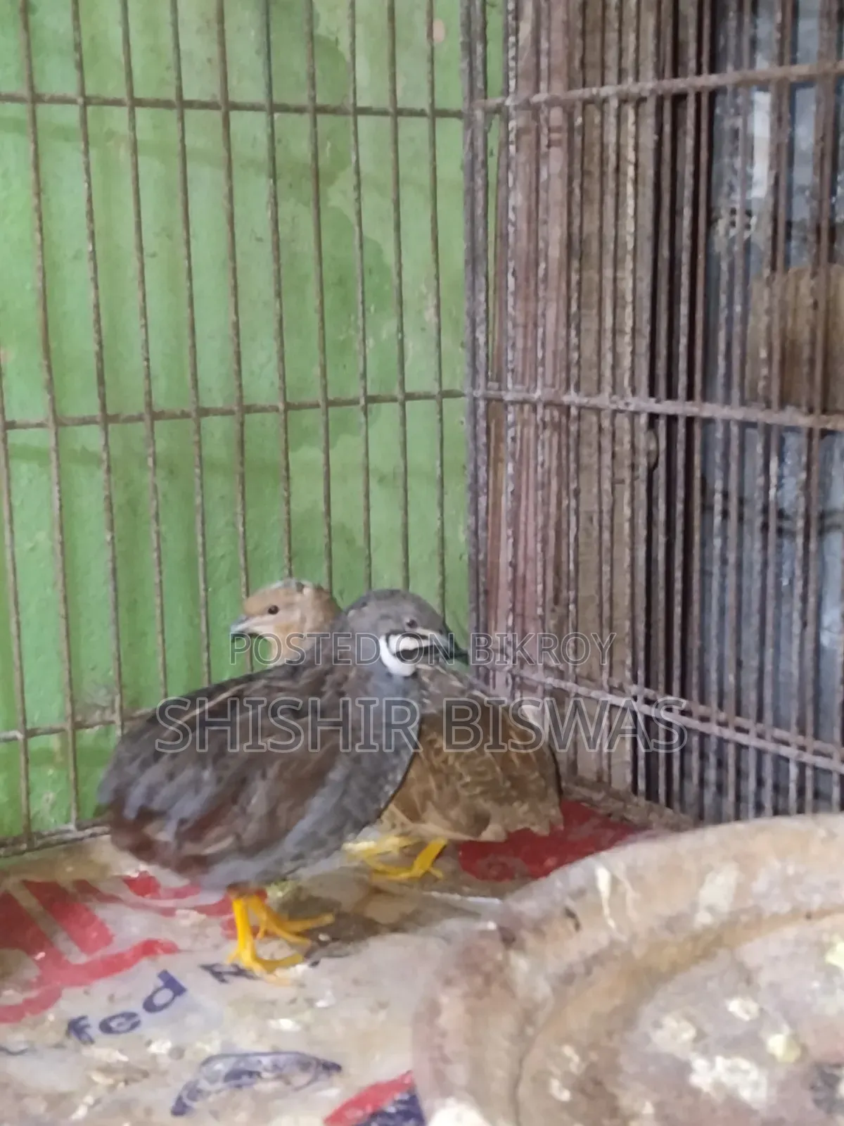 ডিমসহ কিং কোয়েল আছে