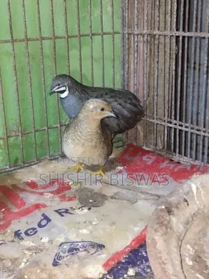 ডিমসহ কিং কোয়েল আছে
