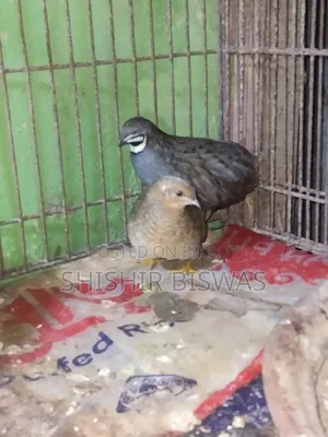 ডিমসহ কিং কোয়েল আছে