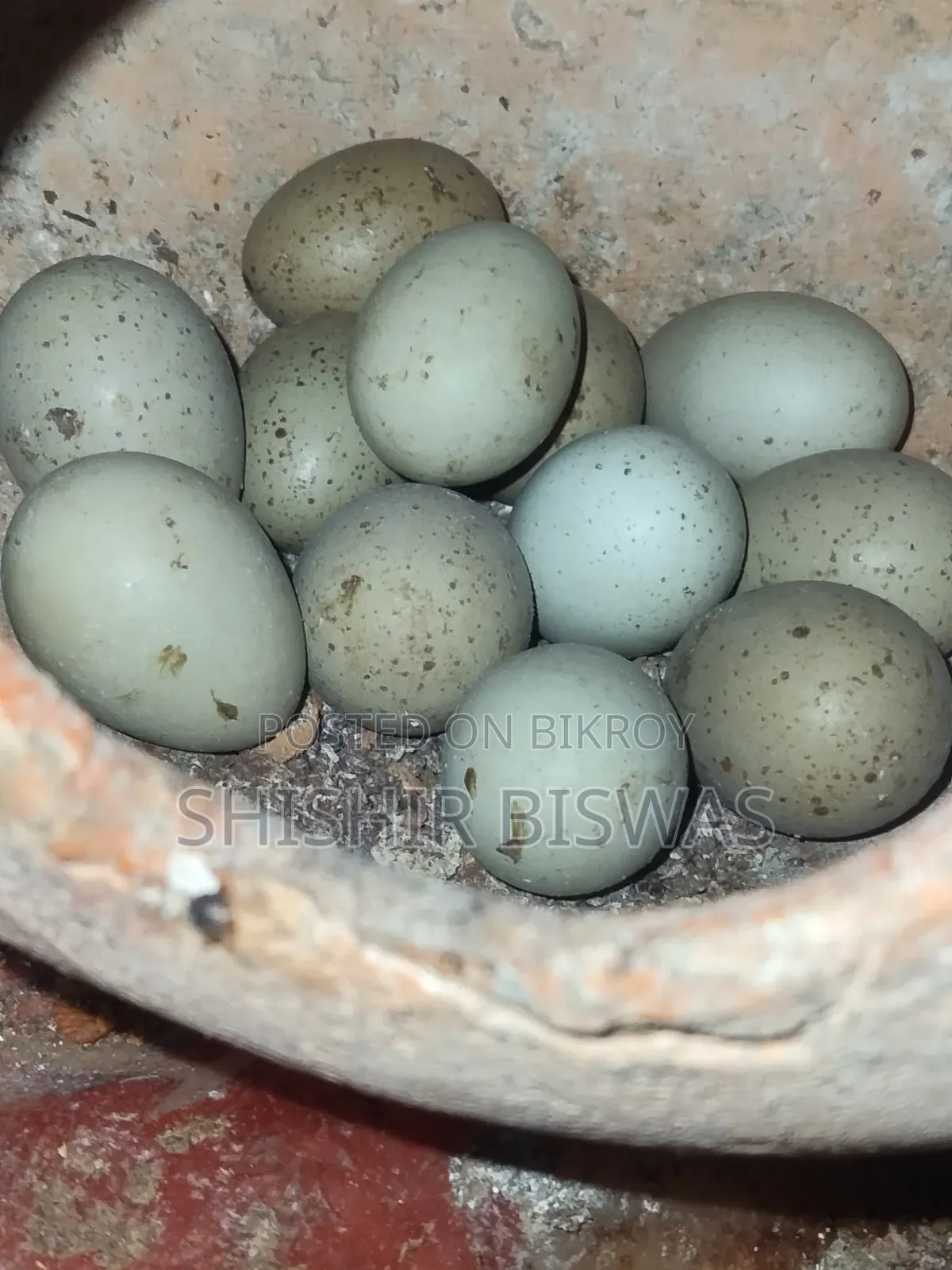 ডিমসহ কিং কোয়েল আছে