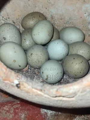 ডিমসহ কিং কোয়েল আছে