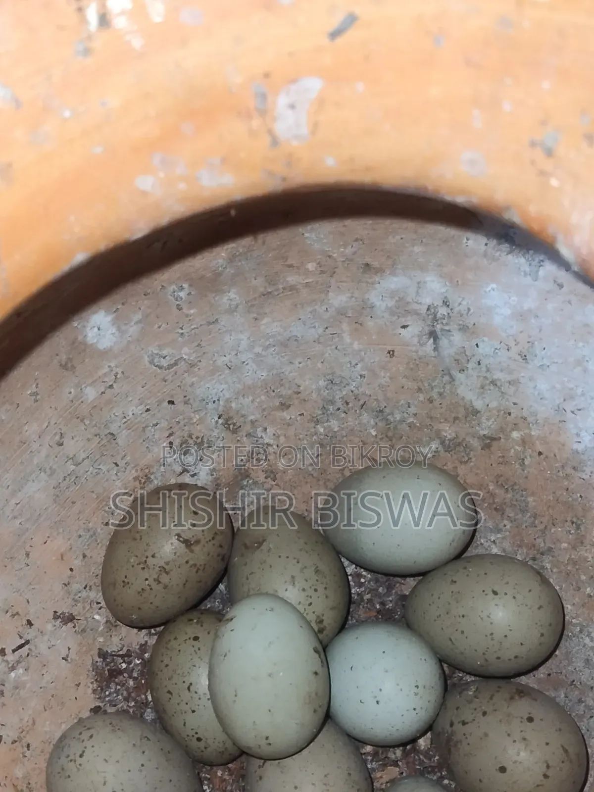 ডিমসহ কিং কোয়েল আছে