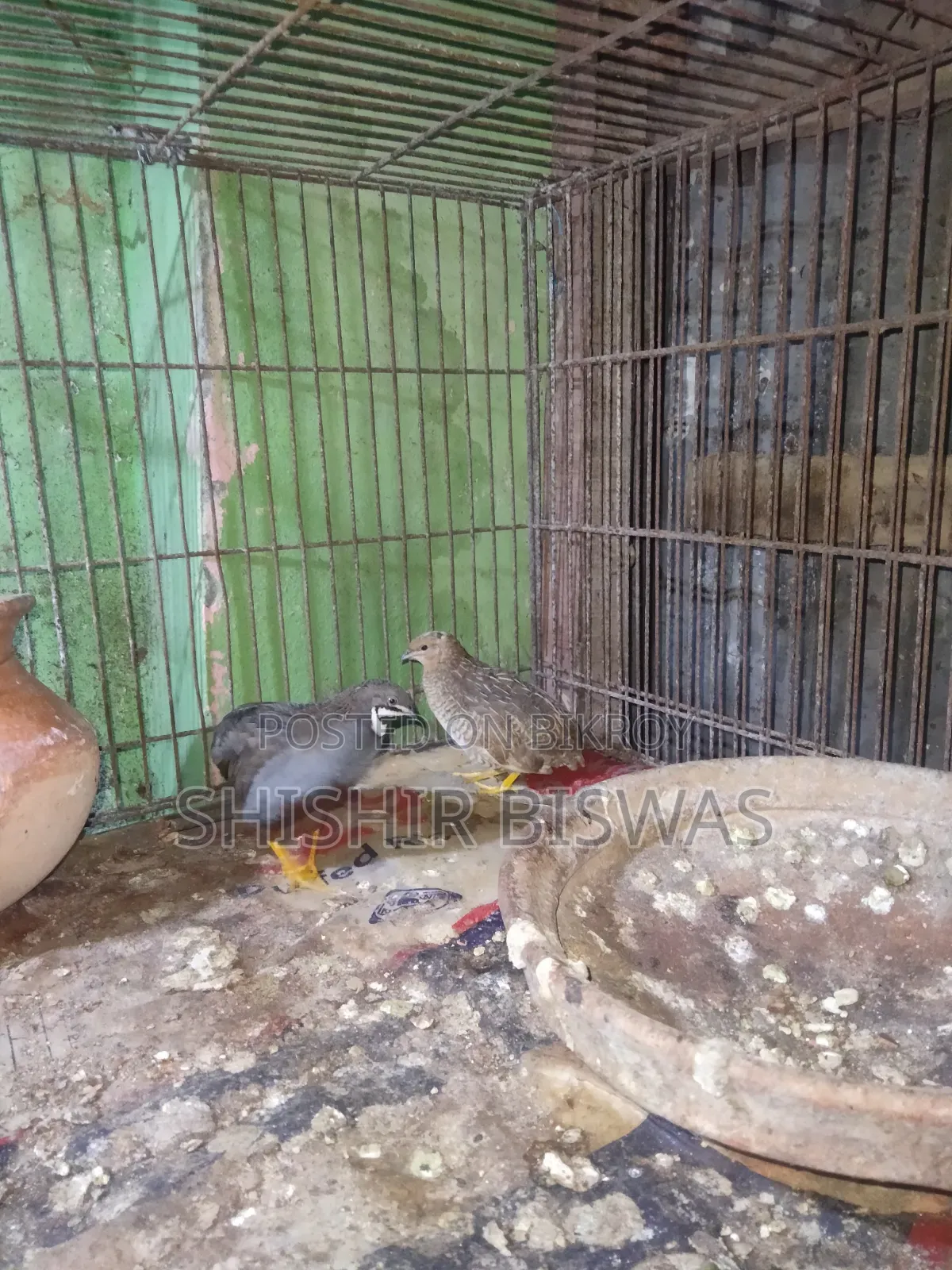 ডিমসহ কিং কোয়েল আছে
