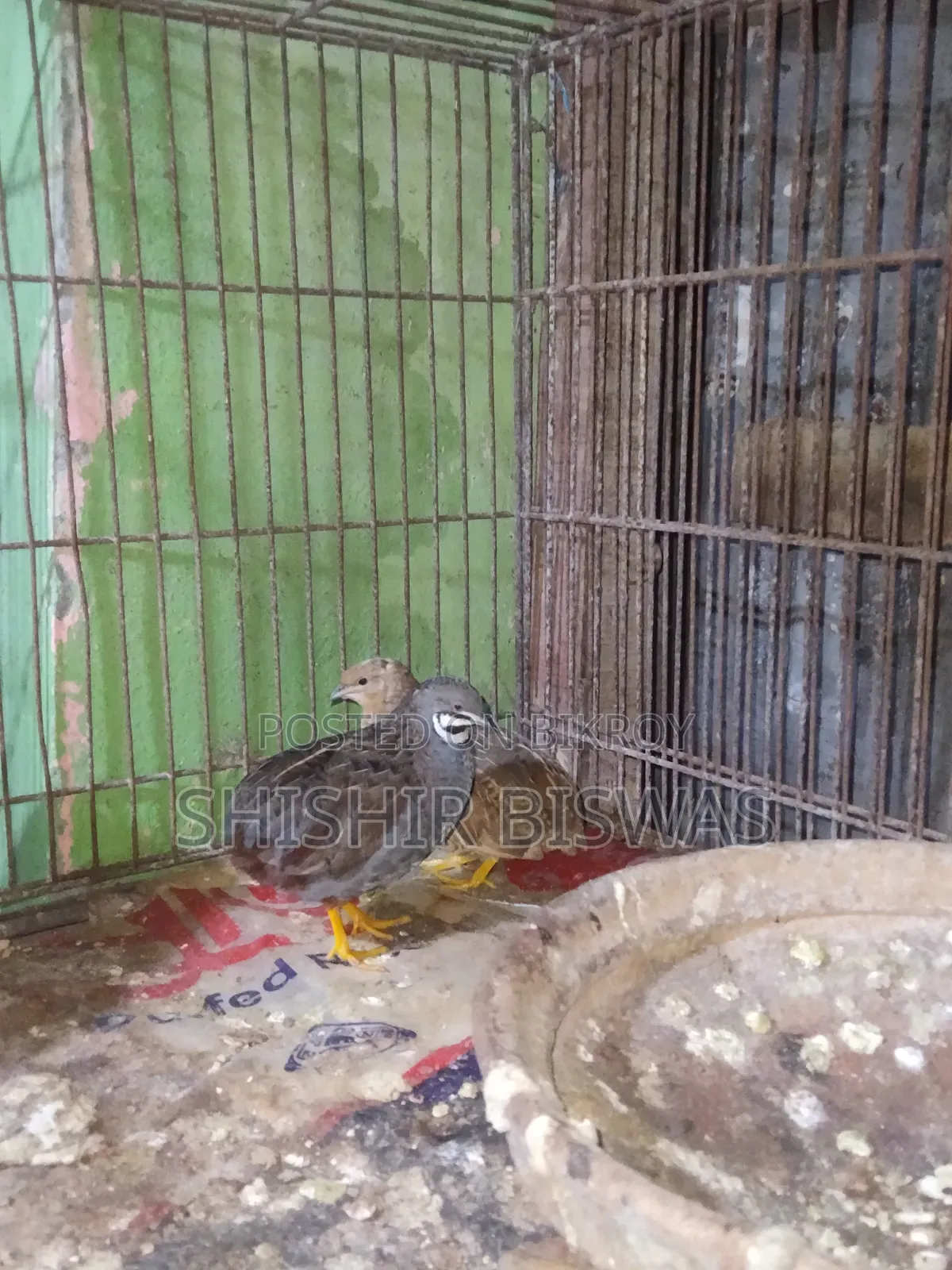ডিমসহ কিং কোয়েল আছে