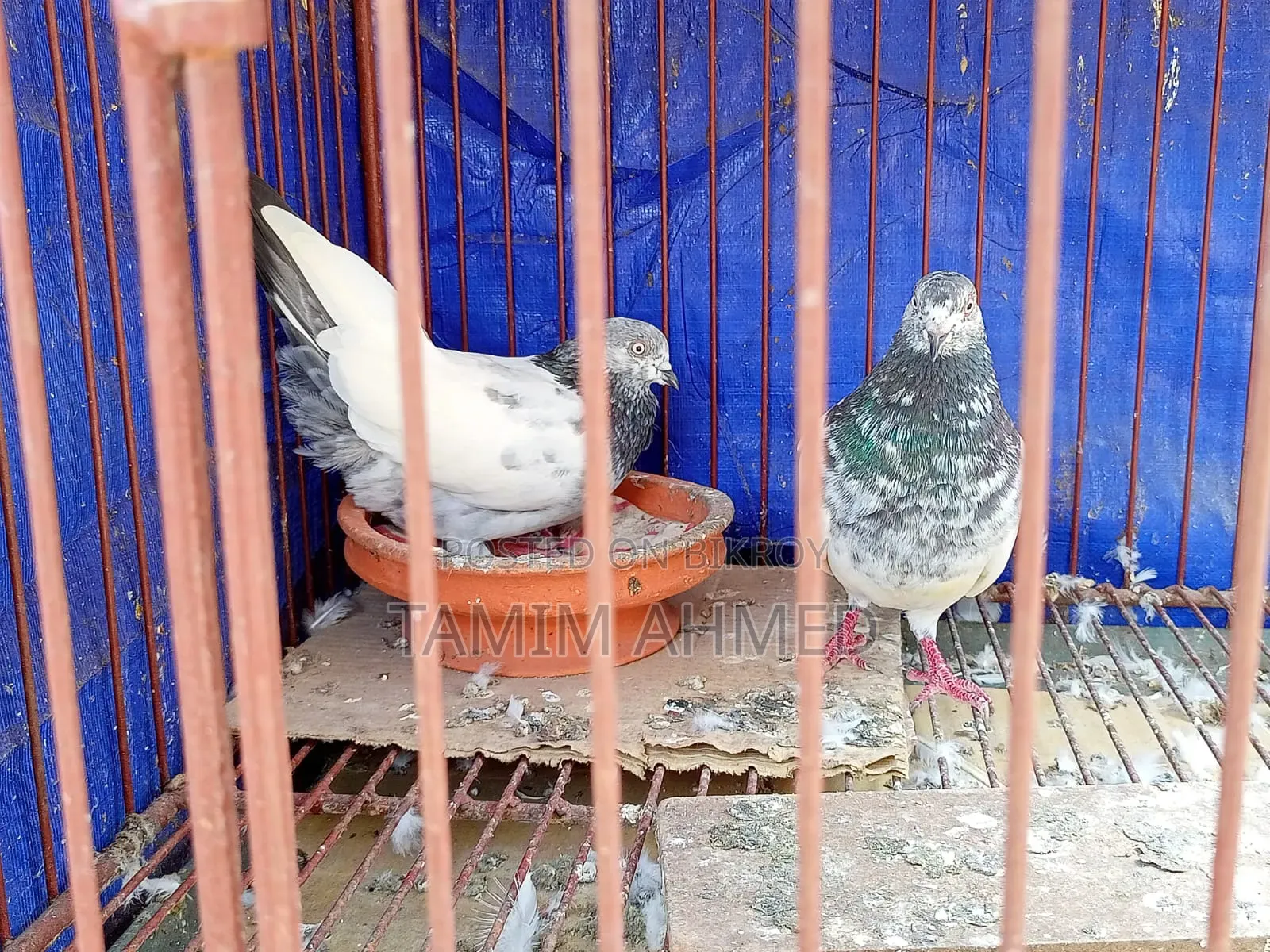 সবুজ গলা, কবুতর ভালো যারা নিতে আগ্রহী তারা নক করবেন, দাম অল্প কমানো .