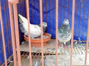 সবুজ গলা, কবুতর ভালো যারা নিতে আগ্রহী তারা নক করবেন, দাম অল্প কমানো .