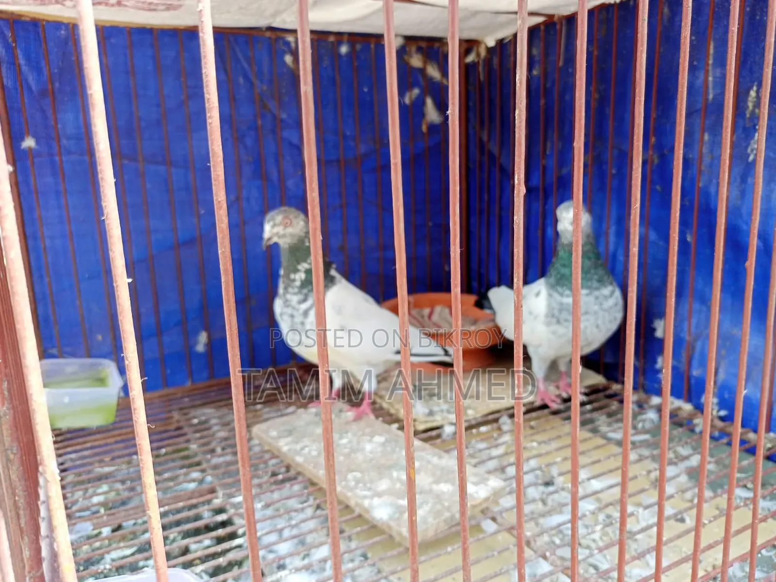 সবুজ গলা, কবুতর ভালো যারা নিতে আগ্রহী তারা নক করবেন, দাম অল্প কমানো .
