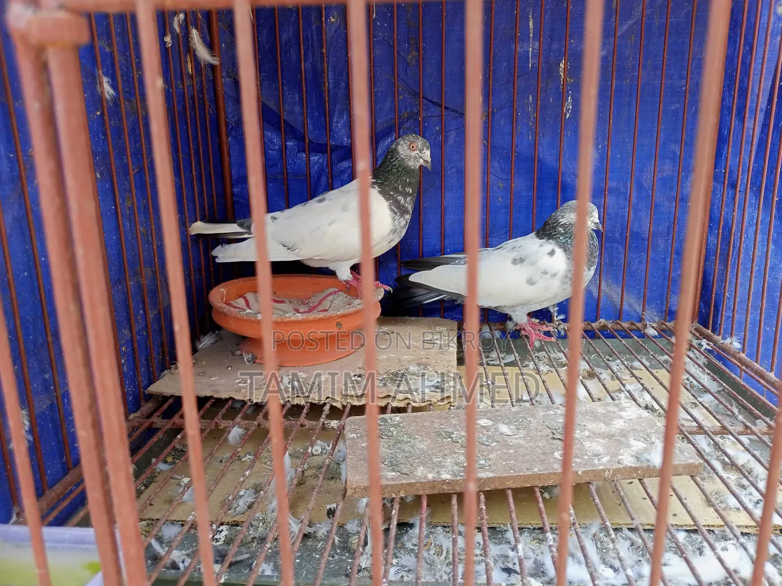 সবুজ গলা, কবুতর ভালো যারা নিতে আগ্রহী তারা নক করবেন, দাম অল্প কমানো .
