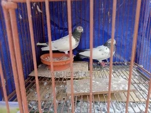 সবুজ গলা, কবুতর ভালো যারা নিতে আগ্রহী তারা নক করবেন, দাম অল্প কমানো .