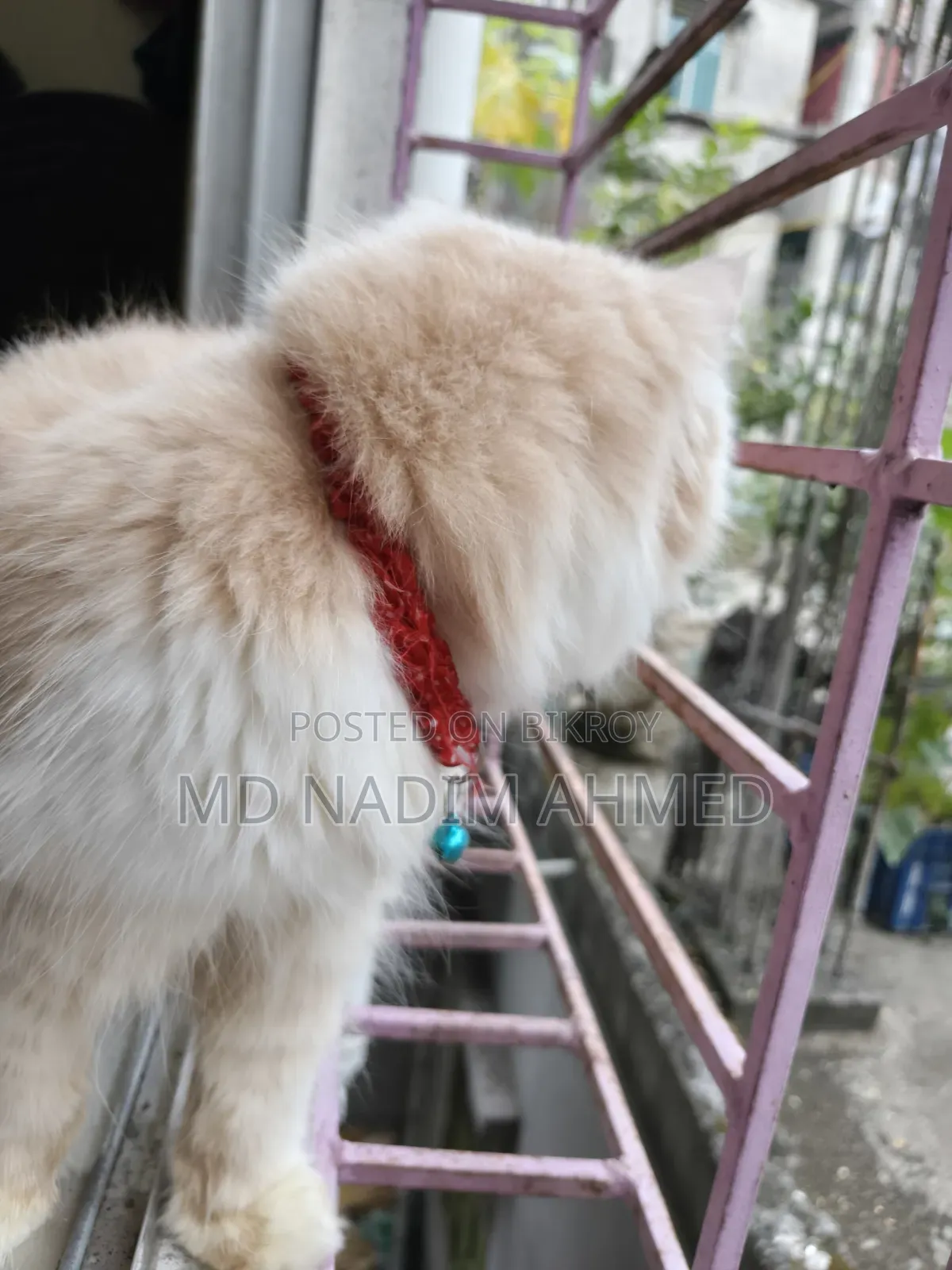 ১+ বছরের ফিমেল পিওরব্রেড পার্সিয়ান