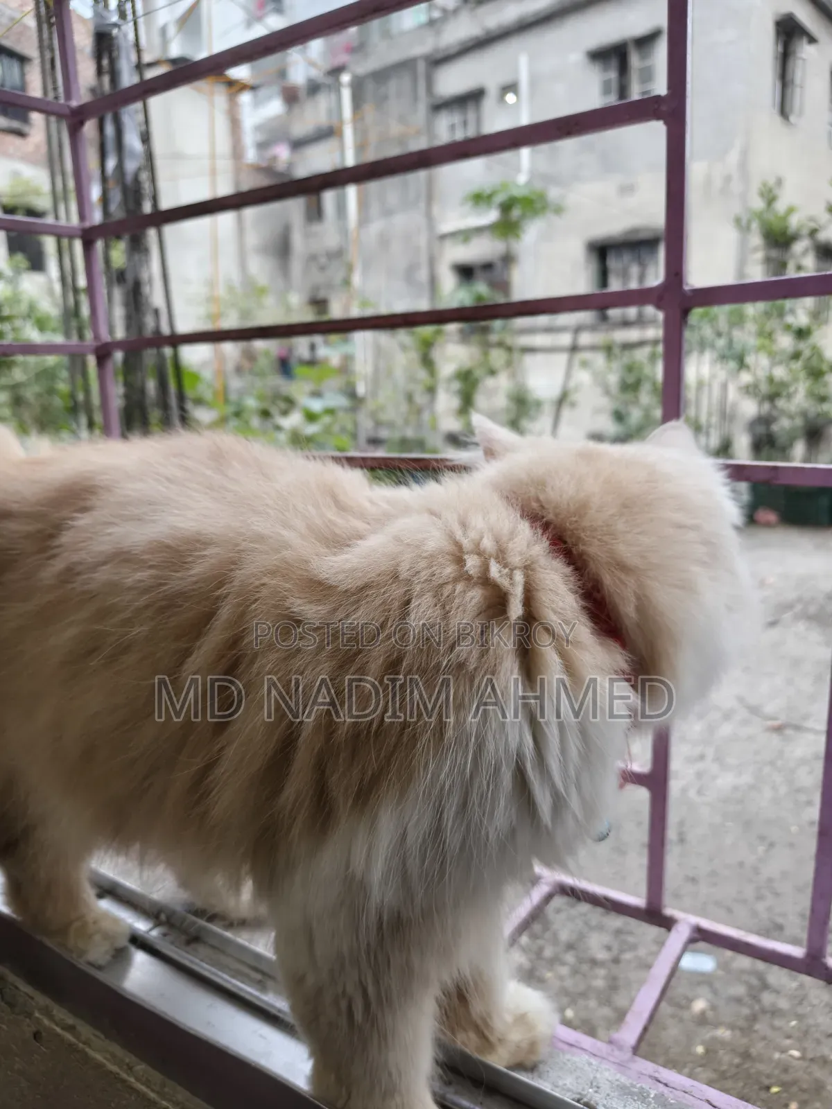 ১+ বছরের ফিমেল পিওরব্রেড পার্সিয়ান
