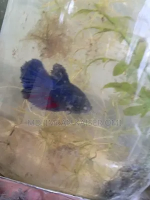 Strong Female Betta Fish (Adult)