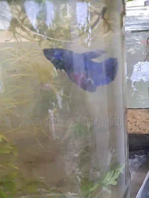 Strong Female Betta Fish (Adult)