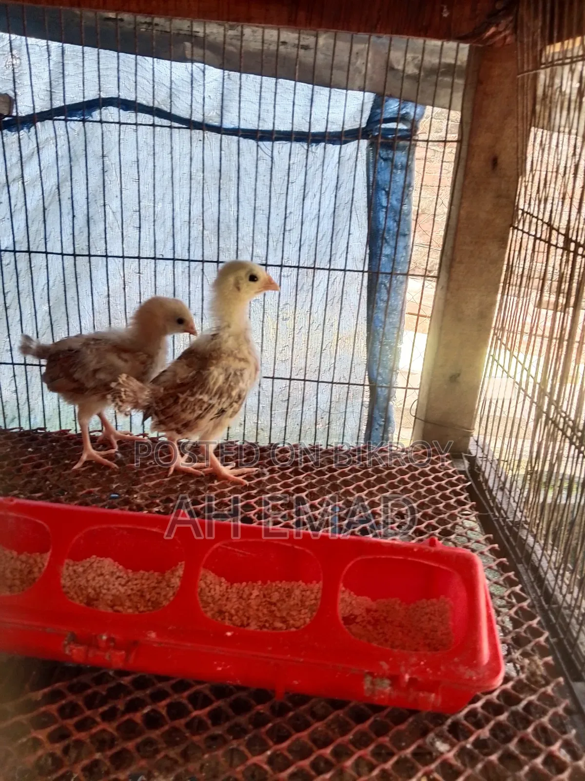 Tiger Chicken Chicks for Sale