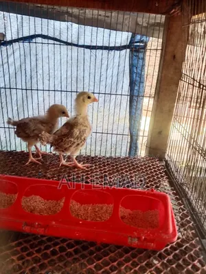 Tiger Chicken Chicks for Sale