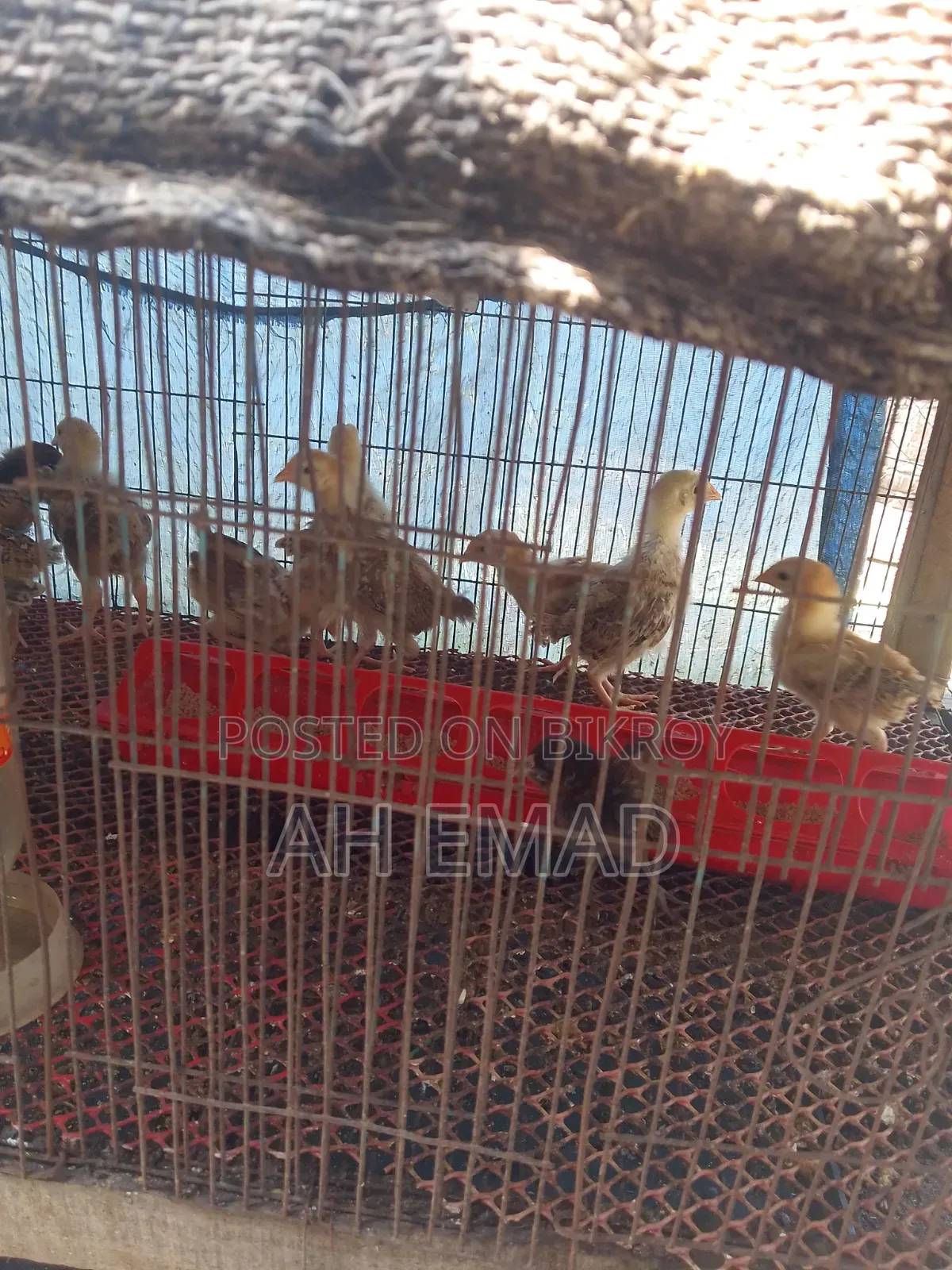 Tiger Chicken Chicks for Sale
