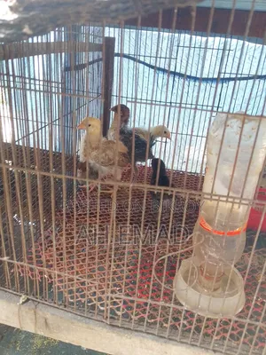 Tiger Chicken Chicks for Sale