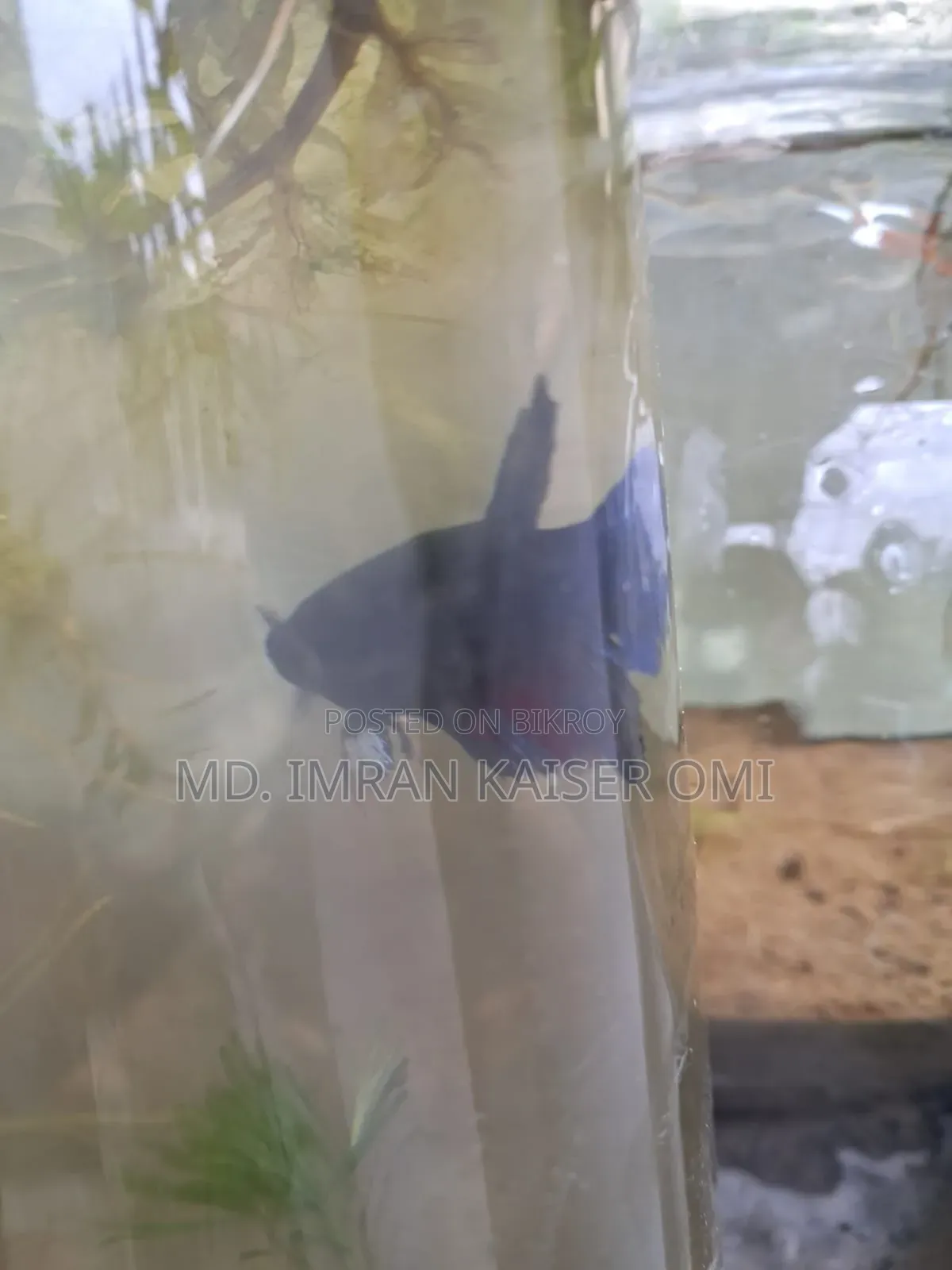 Strong Female Betta Fish (Adult)