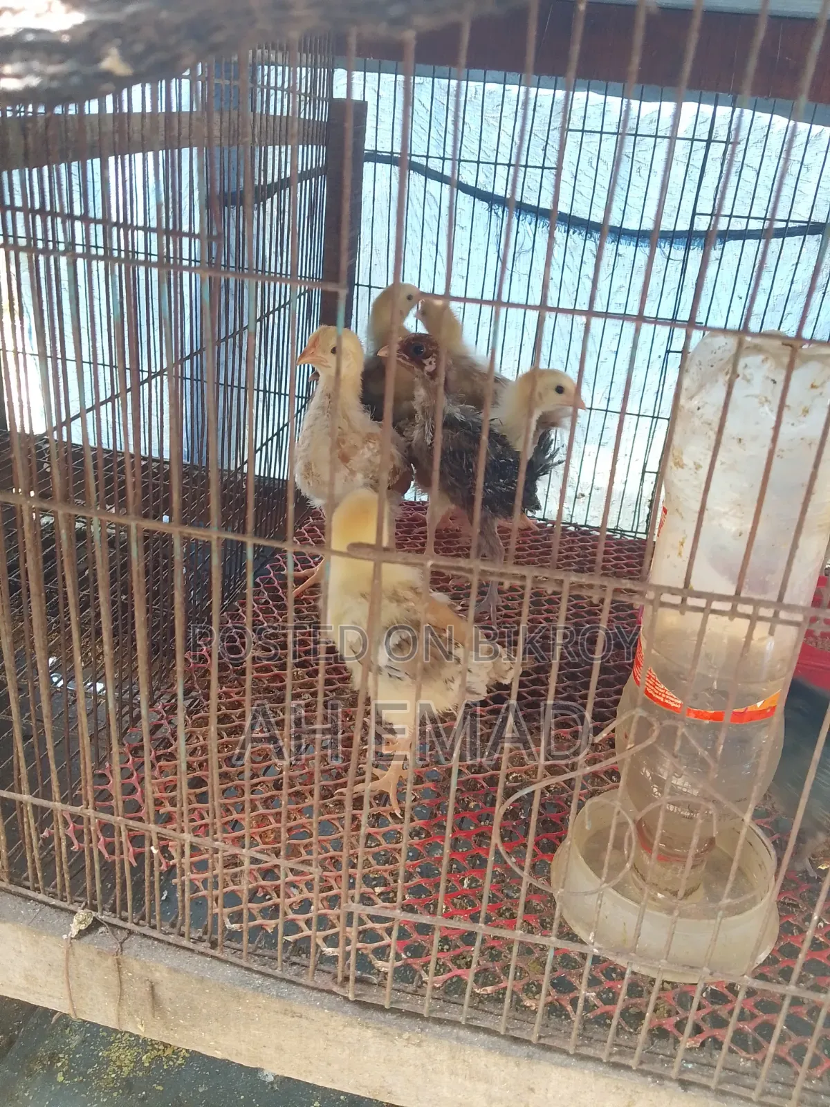 Tiger Chicken Chicks for Sale