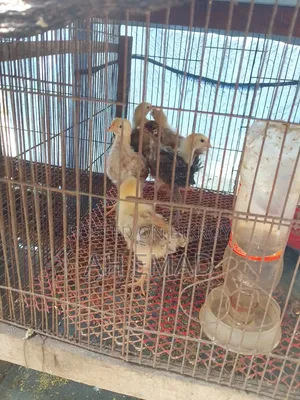 Tiger Chicken Chicks for Sale