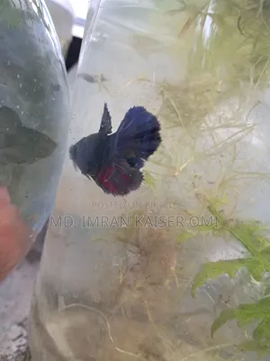 Strong Female Betta Fish (Adult)